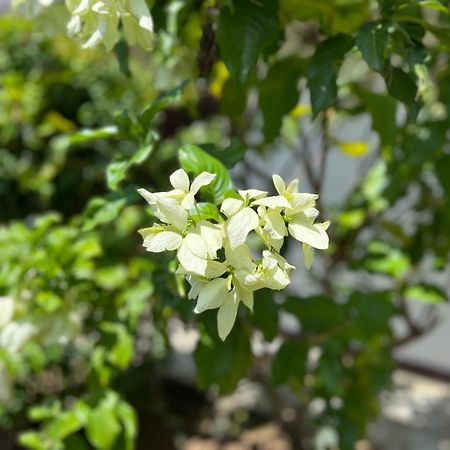 Garden Haven Hikkaduwa Βίλα Εξωτερικό φωτογραφία