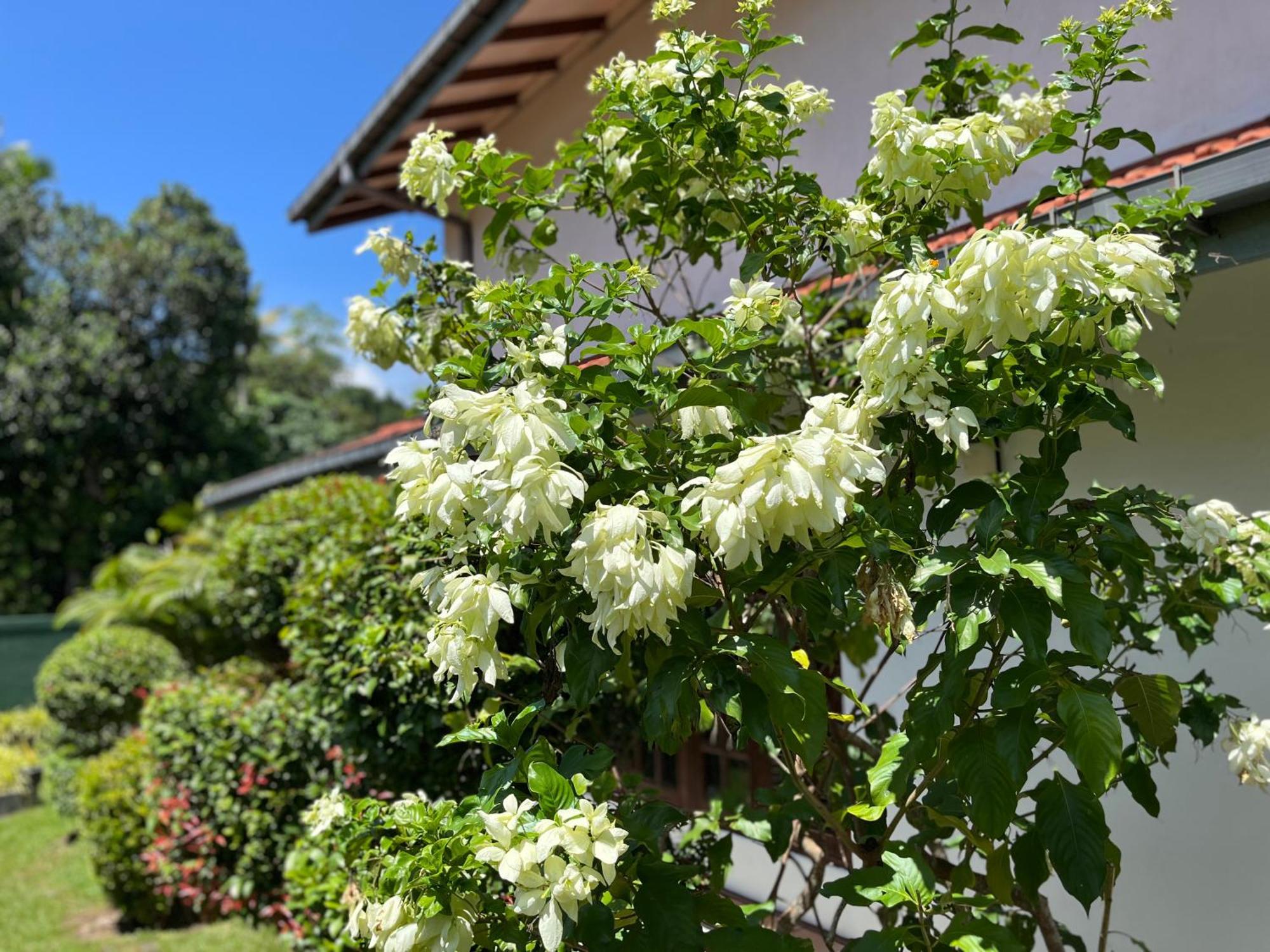 Garden Haven Hikkaduwa Βίλα Εξωτερικό φωτογραφία
