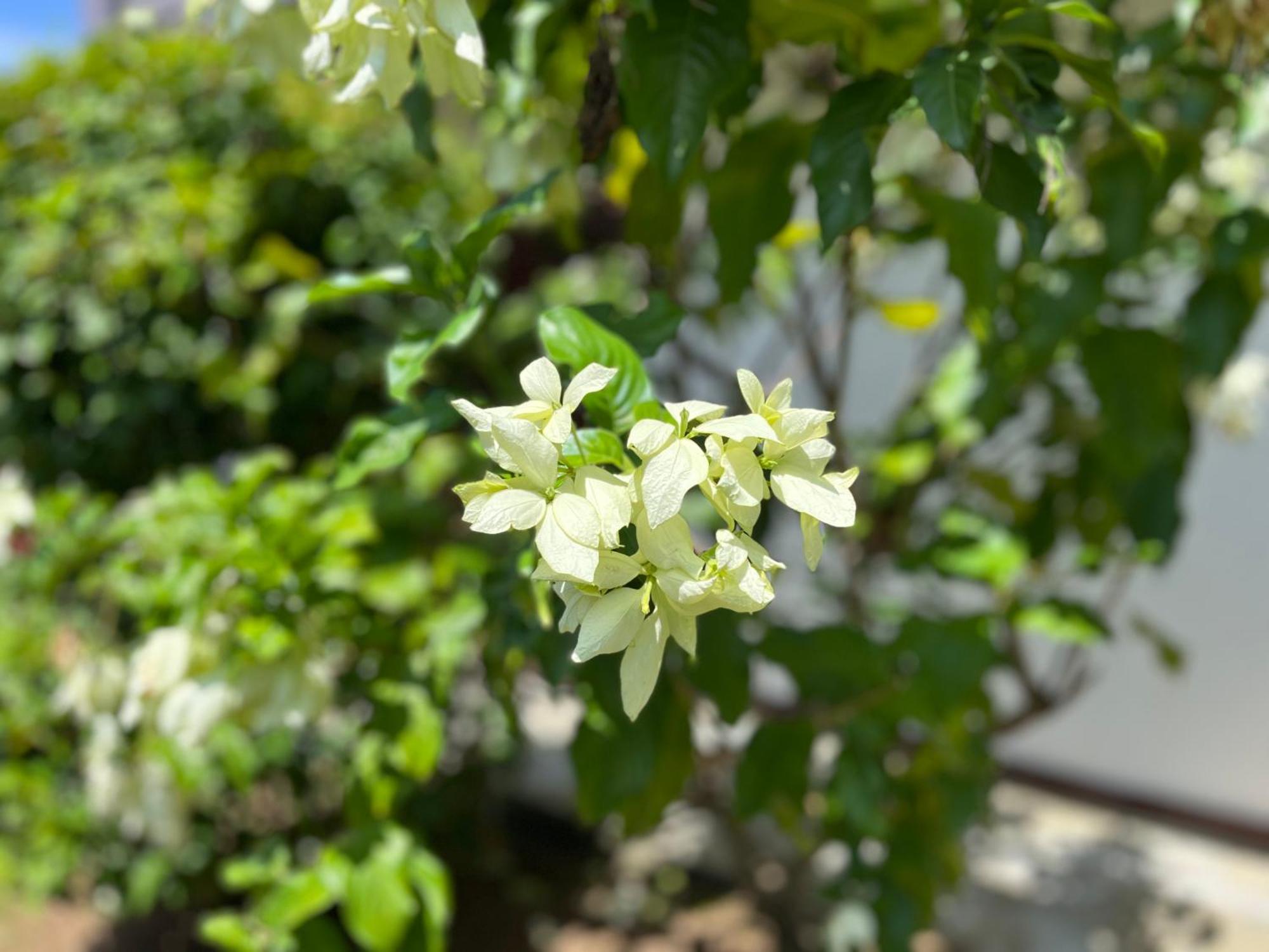 Garden Haven Hikkaduwa Βίλα Εξωτερικό φωτογραφία